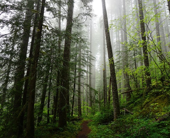 Green forrest in Washington state